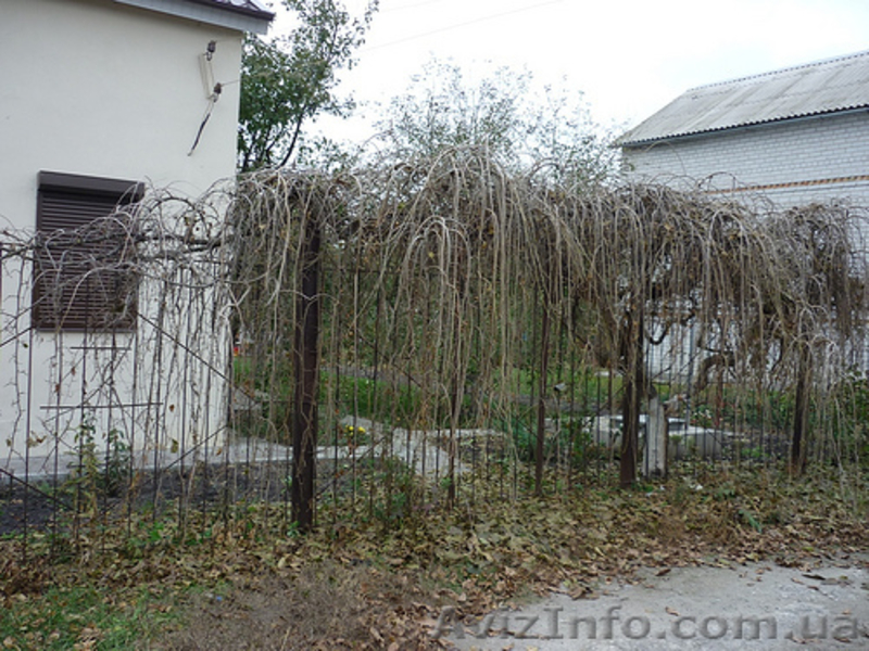 Саженцы Шелковица плакучая,пендула 200 грн. - <ro>Изображение</ro><ru>Изображение</ru> #3, <ru>Объявление</ru> #1070964