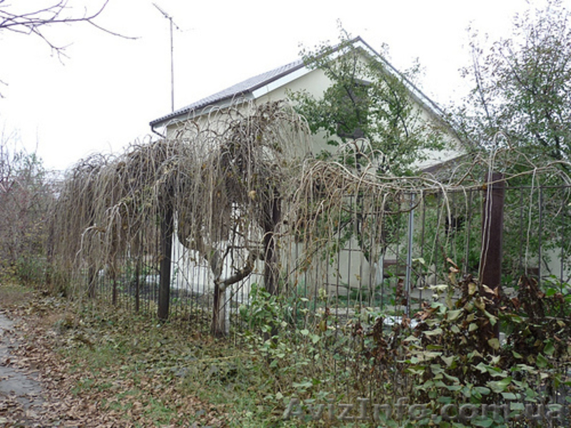 Шелковица вьющаяся саженцы 100% гарантия приживаемости - <ro>Изображение</ro><ru>Изображение</ru> #5, <ru>Объявление</ru> #1070967