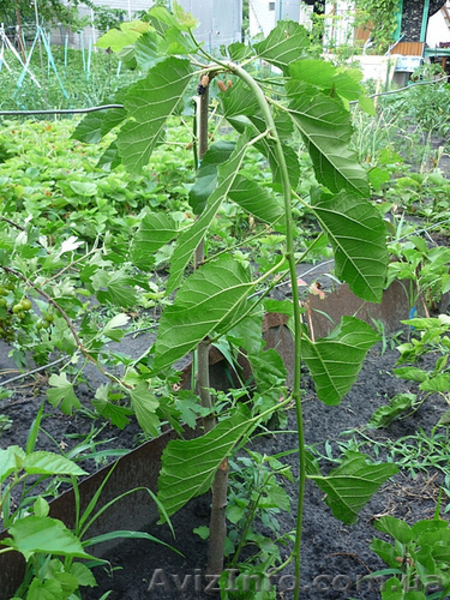 Саженцы Шелковица плакучая,пендула 200 грн. - <ro>Изображение</ro><ru>Изображение</ru> #4, <ru>Объявление</ru> #1070964