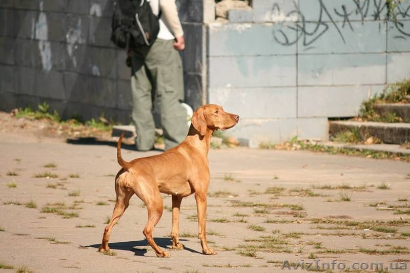Щенки венгерской выжлы - <ro>Изображение</ro><ru>Изображение</ru> #5, <ru>Объявление</ru> #1091427