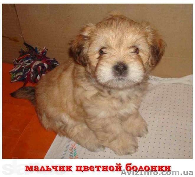 Щенки украинского колар-тоя - <ro>Изображение</ro><ru>Изображение</ru> #3, <ru>Объявление</ru> #1088299