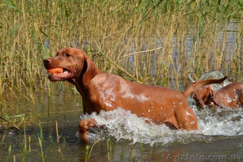 Щенки венгерской выжлы - <ro>Изображение</ro><ru>Изображение</ru> #3, <ru>Объявление</ru> #1091427