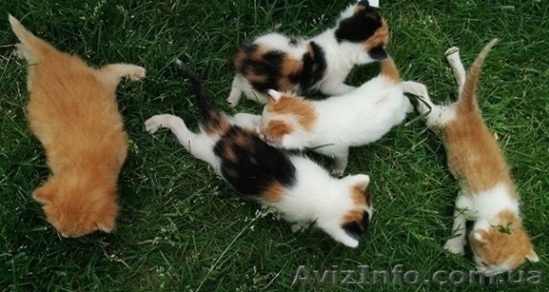 Отдам в хорошие руки котенка, кота, кошку - <ro>Изображение</ro><ru>Изображение</ru> #3, <ru>Объявление</ru> #1094491