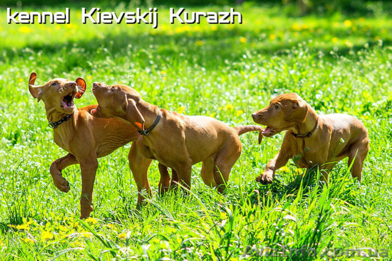 Щенки венгерской выжлы - <ro>Изображение</ro><ru>Изображение</ru> #4, <ru>Объявление</ru> #1091427