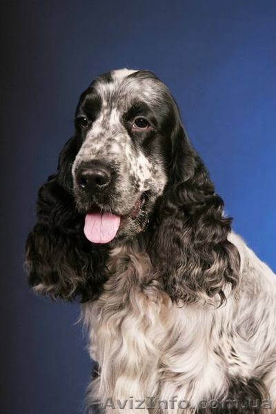 Продается щенок английского кокер-спаниеля, мальчик. - <ro>Изображение</ro><ru>Изображение</ru> #3, <ru>Объявление</ru> #1098371