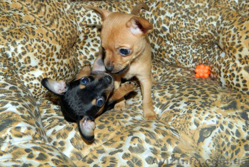 Щенки Русского тоя (той терьер) продажа - <ro>Изображение</ro><ru>Изображение</ru> #5, <ru>Объявление</ru> #1111848