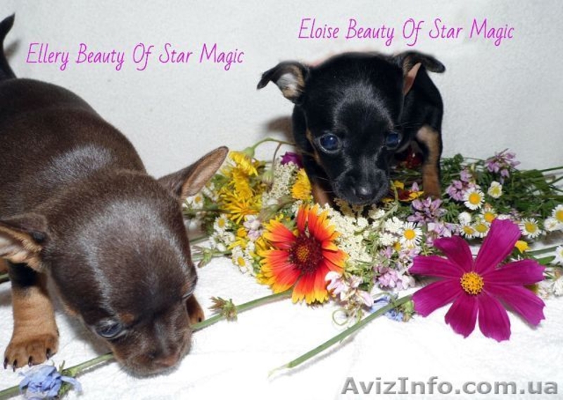 Щенки Русского тоя (той терьер) продажа - <ro>Изображение</ro><ru>Изображение</ru> #4, <ru>Объявление</ru> #1111848