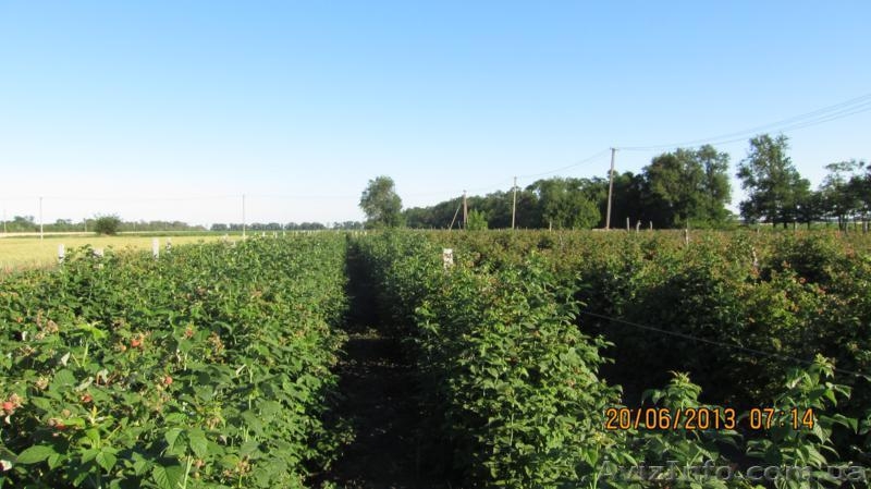  Рассада  разных сортов клубники - <ro>Изображение</ro><ru>Изображение</ru> #5, <ru>Объявление</ru> #751233