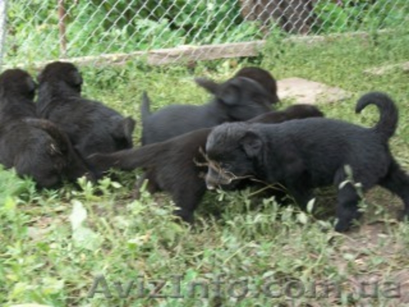 Продам срочно месячных щенят немецкой овчарки. - <ro>Изображение</ro><ru>Изображение</ru> #3, <ru>Объявление</ru> #1122713