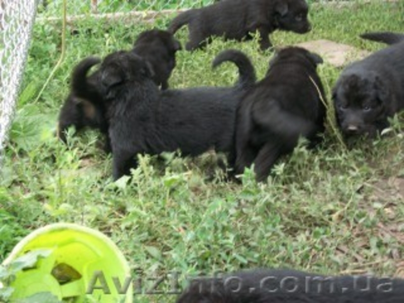 Продам срочно месячных щенят немецкой овчарки. - <ro>Изображение</ro><ru>Изображение</ru> #4, <ru>Объявление</ru> #1122713