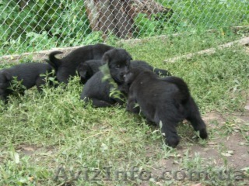 Продам срочно месячных щенят немецкой овчарки. - <ro>Изображение</ro><ru>Изображение</ru> #5, <ru>Объявление</ru> #1122713