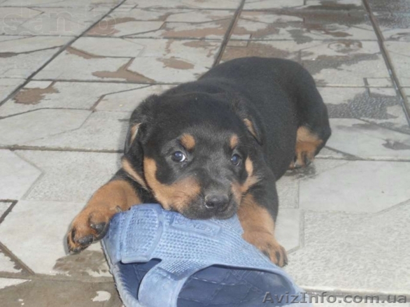 Ротвейлер щенок девочка - <ro>Изображение</ro><ru>Изображение</ru> #3, <ru>Объявление</ru> #1120050