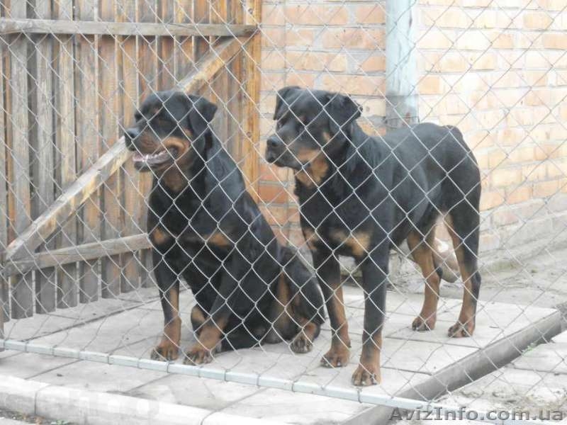 Ротвейлер щенок девочка - <ro>Изображение</ro><ru>Изображение</ru> #4, <ru>Объявление</ru> #1120050