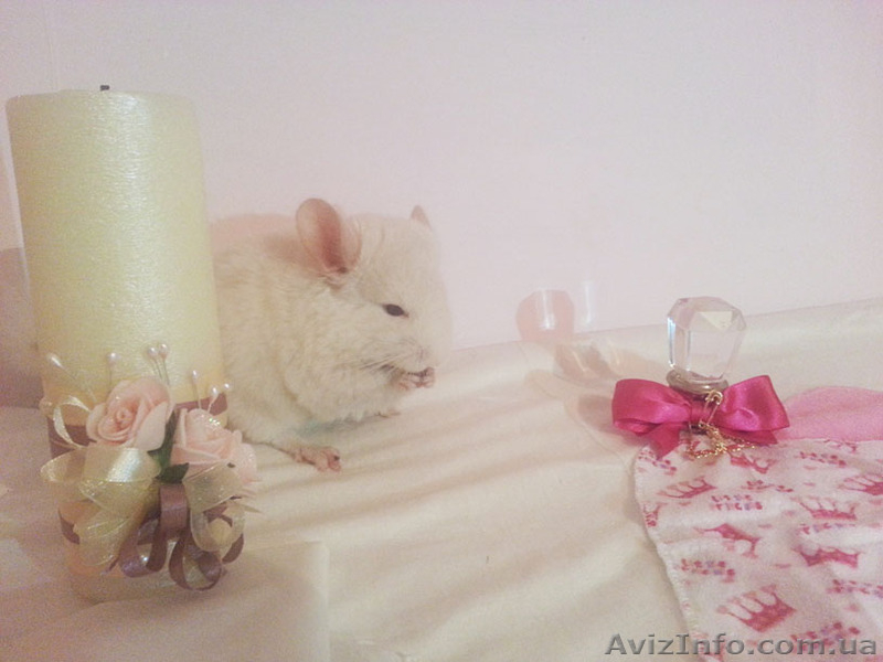 Продам элитных шиншилл - <ro>Изображение</ro><ru>Изображение</ru> #4, <ru>Объявление</ru> #1118425