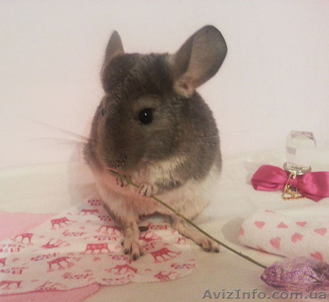 Продам элитных шиншилл - <ro>Изображение</ro><ru>Изображение</ru> #3, <ru>Объявление</ru> #1118425