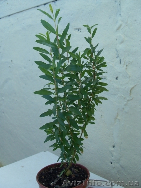 Гранат комнатный - <ro>Изображение</ro><ru>Изображение</ru> #3, <ru>Объявление</ru> #1115332