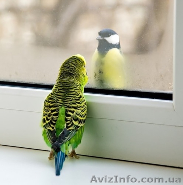 Выбираем пластиковые окна вместе с ПК «Галион» - <ro>Изображение</ro><ru>Изображение</ru> #6, <ru>Объявление</ru> #1126861