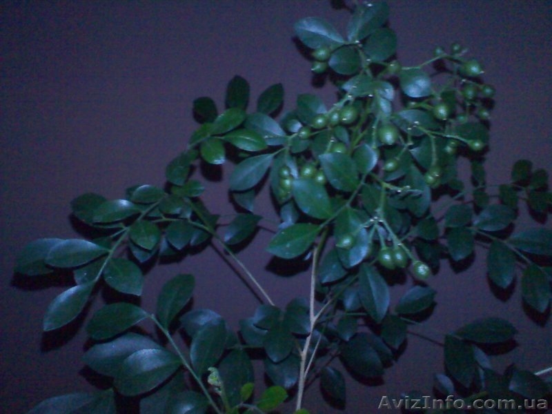 Мурайя цветущая (Муррайя, Murraya exotica, M. paniculata) - <ro>Изображение</ro><ru>Изображение</ru> #3, <ru>Объявление</ru> #1127123