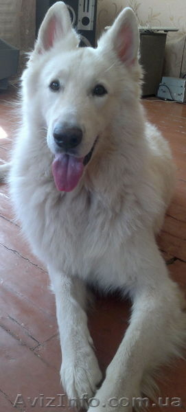 Щенки Белой Овчарки - <ro>Изображение</ro><ru>Изображение</ru> #3, <ru>Объявление</ru> #1137387