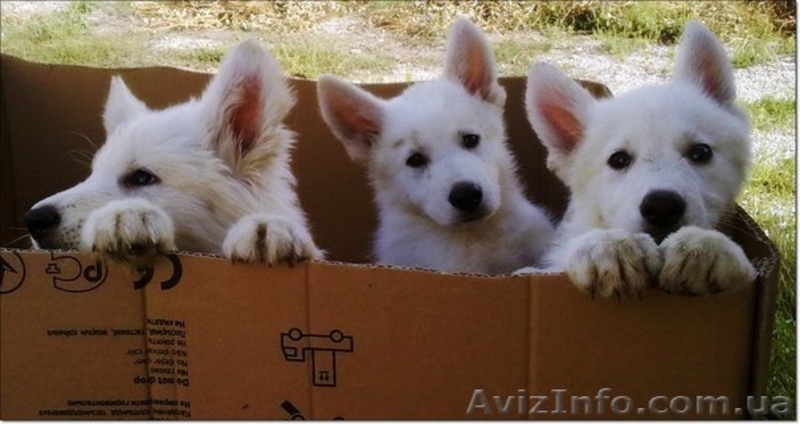 Щенки Белой Овчарки - <ro>Изображение</ro><ru>Изображение</ru> #7, <ru>Объявление</ru> #1137387
