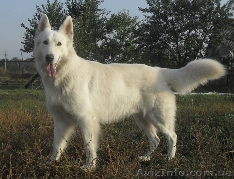 Щенки Белой Овчарки - <ro>Изображение</ro><ru>Изображение</ru> #8, <ru>Объявление</ru> #1137387