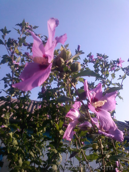 Отдых на Азовском море, с.Генгорка, рядом Дельфинарий, от 35 грн. - <ro>Изображение</ro><ru>Изображение</ru> #5, <ru>Объявление</ru> #1128846