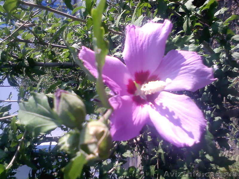 Отдых на Азовском море, с.Генгорка, рядом Дельфинарий, от 35 грн. - <ro>Изображение</ro><ru>Изображение</ru> #9, <ru>Объявление</ru> #1128846