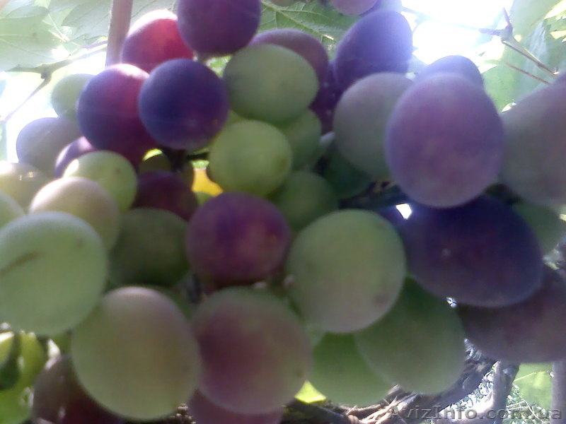 Отдых на Азовском море, с.Генгорка, рядом Дельфинарий, от 35 грн. - <ro>Изображение</ro><ru>Изображение</ru> #8, <ru>Объявление</ru> #1128846