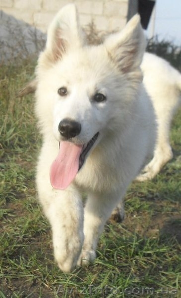 Щенки Белой Овчарки - <ro>Изображение</ro><ru>Изображение</ru> #4, <ru>Объявление</ru> #1137387