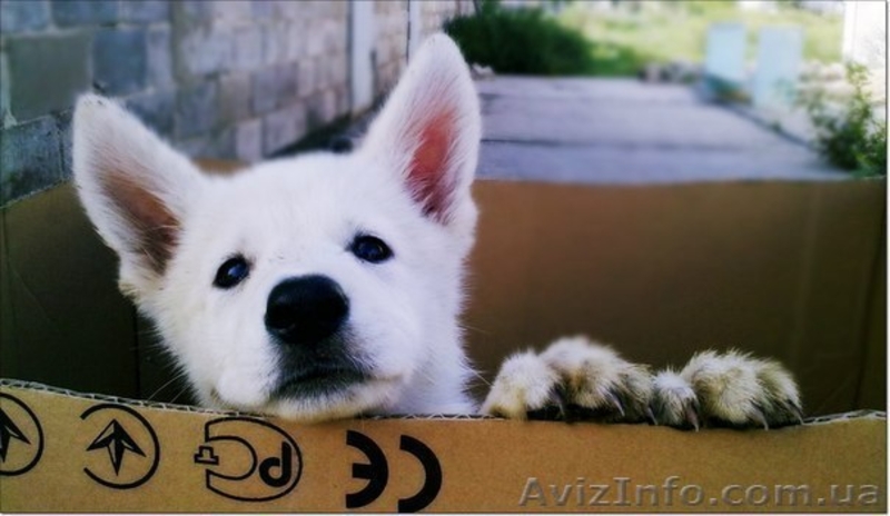 Щенки Белой Овчарки - <ro>Изображение</ro><ru>Изображение</ru> #6, <ru>Объявление</ru> #1137387