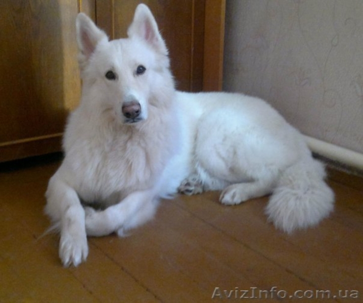 Щенки Белой Овчарки - <ro>Изображение</ro><ru>Изображение</ru> #5, <ru>Объявление</ru> #1137387