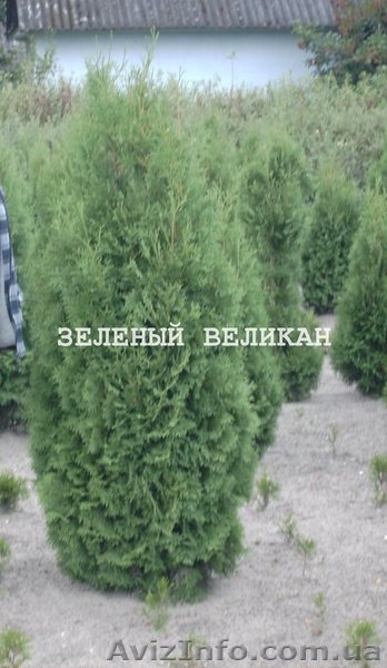 Туя западная Колумна, Columna, экстра, 1 м, - <ro>Изображение</ro><ru>Изображение</ru> #3, <ru>Объявление</ru> #1139854