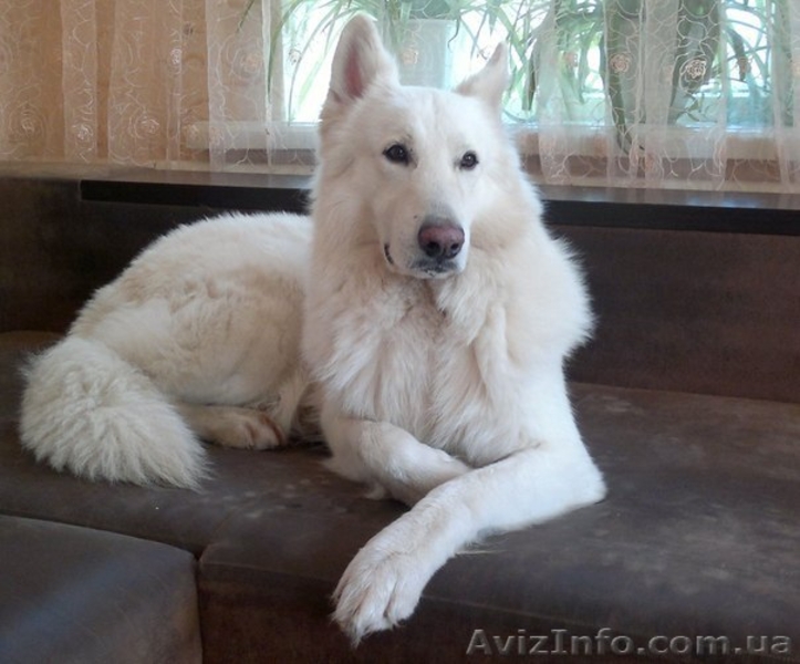Щенки Белой Овчарки - <ro>Изображение</ro><ru>Изображение</ru> #9, <ru>Объявление</ru> #1137387