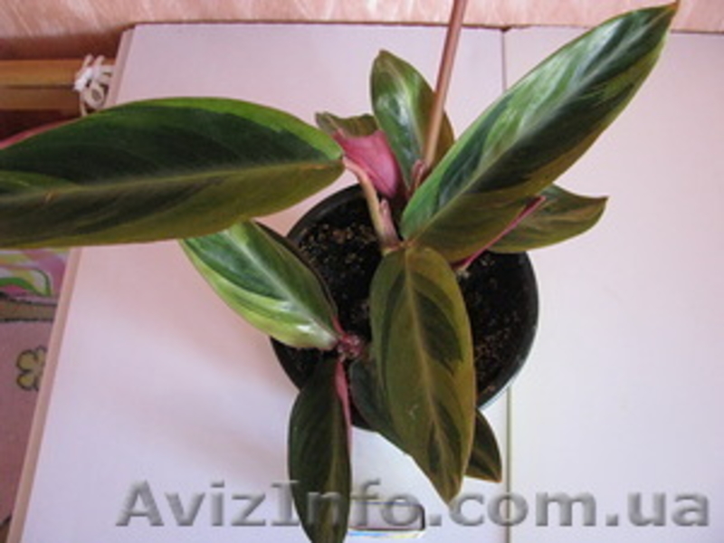 Сортовые сингониумы,драгоценную орхидею, тилландсии,строманты - <ro>Изображение</ro><ru>Изображение</ru> #10, <ru>Объявление</ru> #1151106