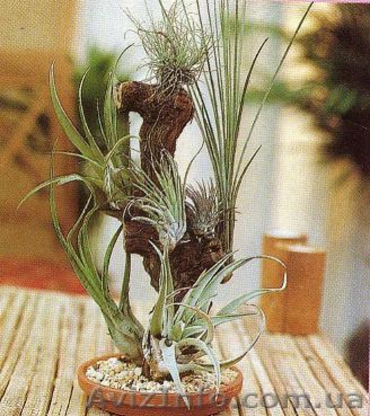 Сортовые сингониумы,драгоценную орхидею, тилландсии,строманты - <ro>Изображение</ro><ru>Изображение</ru> #6, <ru>Объявление</ru> #1151106