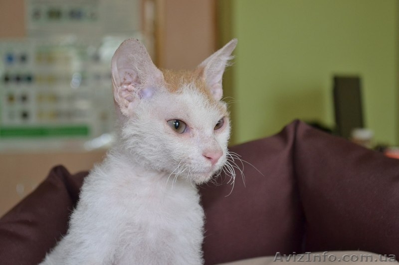 Котята породы Донской сфинкс (Браш) - <ro>Изображение</ro><ru>Изображение</ru> #3, <ru>Объявление</ru> #1151103