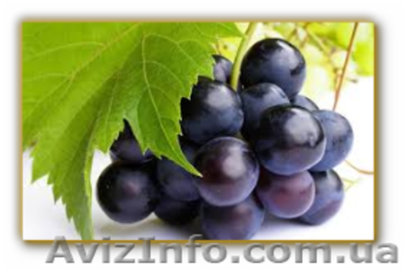 Масло из виноградных косточек - <ro>Изображение</ro><ru>Изображение</ru> #3, <ru>Объявление</ru> #1140790