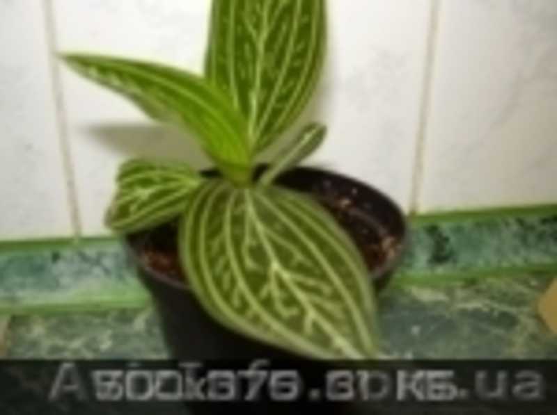 Сортовые сингониумы,драгоценную орхидею, тилландсии,строманты - <ro>Изображение</ro><ru>Изображение</ru> #9, <ru>Объявление</ru> #1151106