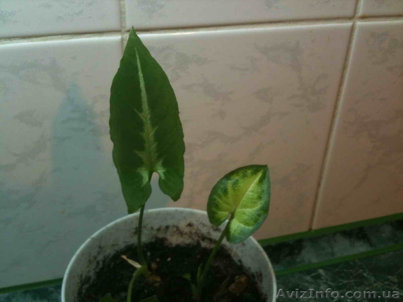 Сортовые сингониумы,драгоценную орхидею, тилландсии,строманты - <ro>Изображение</ro><ru>Изображение</ru> #4, <ru>Объявление</ru> #1151106