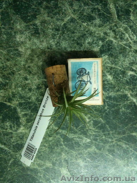 Сортовые сингониумы,драгоценную орхидею, тилландсии,строманты - <ro>Изображение</ro><ru>Изображение</ru> #7, <ru>Объявление</ru> #1151106