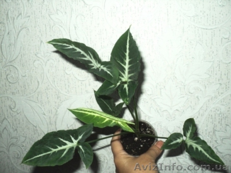 Сортовые сингониумы,драгоценную орхидею, тилландсии,строманты - <ro>Изображение</ro><ru>Изображение</ru> #3, <ru>Объявление</ru> #1151106