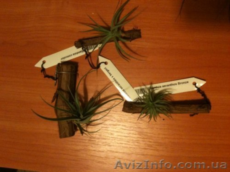 Сортовые сингониумы,драгоценную орхидею, тилландсии,строманты - <ro>Изображение</ro><ru>Изображение</ru> #8, <ru>Объявление</ru> #1151106