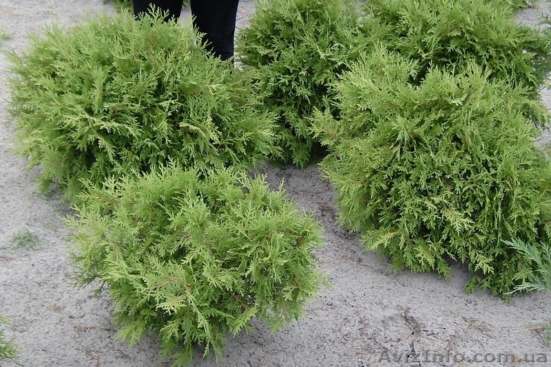 Купить.Туя західна, ялинка, граб, дерен - <ro>Изображение</ro><ru>Изображение</ru> #3, <ru>Объявление</ru> #1146978