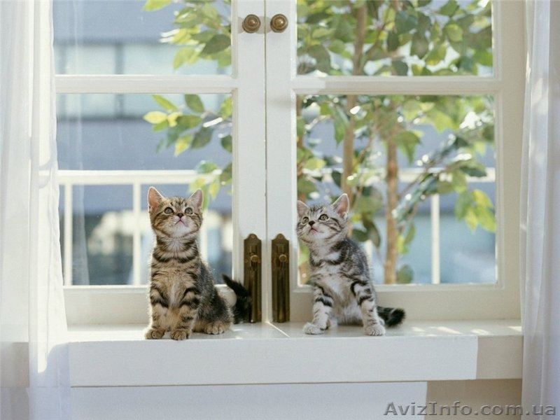 Окна ПВХ Кривой Рог - <ro>Изображение</ro><ru>Изображение</ru> #5, <ru>Объявление</ru> #1150318