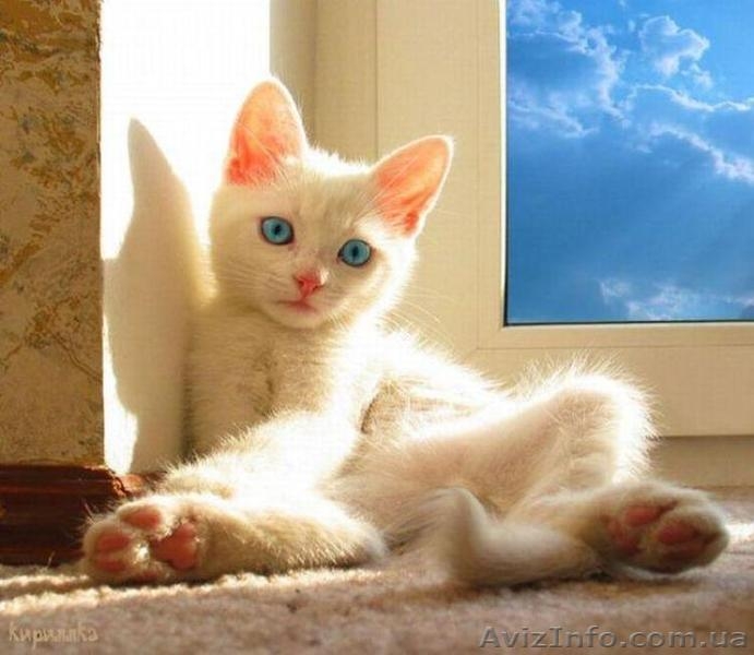 Окна ПВХ Кривой Рог - <ro>Изображение</ro><ru>Изображение</ru> #8, <ru>Объявление</ru> #1150318