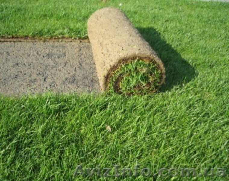 Купить.Рулонный газон, гарантия и качество - <ro>Изображение</ro><ru>Изображение</ru> #3, <ru>Объявление</ru> #1146982