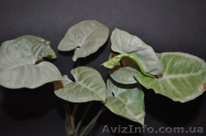 Сортовые сингониумы,драгоценную орхидею, тилландсии,строманты - <ro>Изображение</ro><ru>Изображение</ru> #5, <ru>Объявление</ru> #1151106