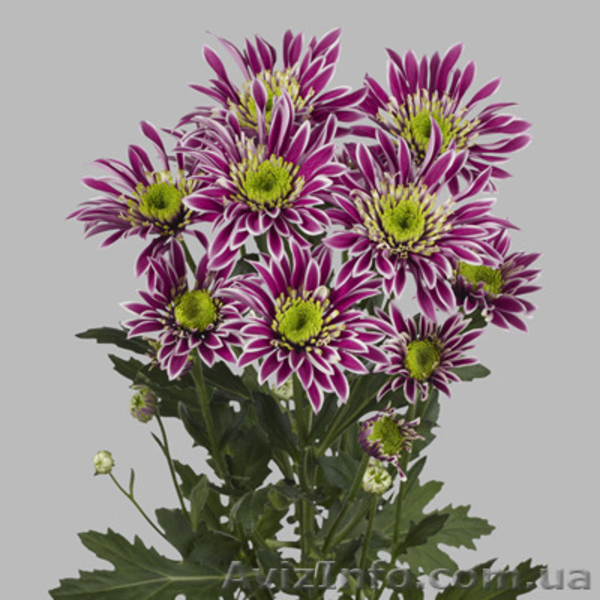 Продам черенки Хризантемы, рассаду Эустомы - <ro>Изображение</ro><ru>Изображение</ru> #3, <ru>Объявление</ru> #1168674