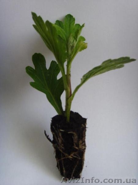 Продам черенки Хризантемы, рассаду Эустомы - <ro>Изображение</ro><ru>Изображение</ru> #4, <ru>Объявление</ru> #1168674