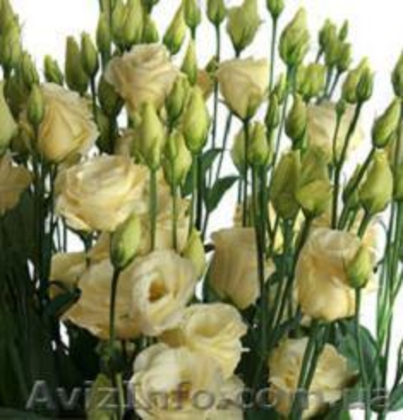 Продам черенки Хризантемы, рассаду Эустомы - <ro>Изображение</ro><ru>Изображение</ru> #5, <ru>Объявление</ru> #1168674